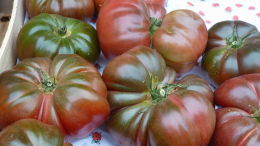 Banc de marché : tomates. Bergerac, printemps 2016