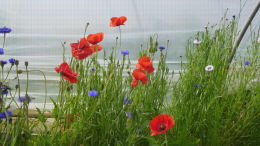 Bande florale (bleuets, coquelicots) en culture de fraises en sol sous tunnel, Lanxade (24)