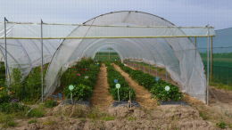 Culture de fraises en sol sous tunnel avec bandes florales, Lanxade (24)