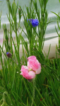 Bande florale (bleuet et pavot) en culture de fraises en sol sous tunnel, Lanxade (24)