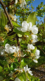 Verger de poiriers, floraison stade G - Lanxade (24)