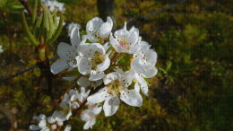 Verger de poiriers, pleine floraison - Lanxade (24)