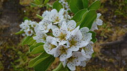 Verger de poiriers, pleine floraison - Lanxade (24)