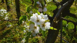 Verger de nashis Maroshui, floraison