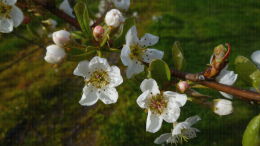 Verger de poiriers, floraison stade F-F2 - Lanxade (24)
