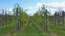 Verger de poiriers, conduite en axe variété Abbé Fétel - Lanxade (24)