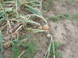 Rangs d'oignons, juste avant la récolte. CTIFL centre de Lanxade (24)