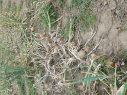 Rangs d'oignons, juste avant la récolte. CTIFL centre de Lanxade (24)