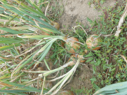 Rangs d'oignons, juste avant la récolte. CTIFL centre de Lanxade (24)