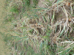 Rangs d'oignons, juste avant la récolte. CTIFL centre de Lanxade (24)