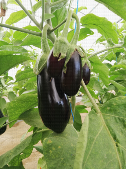Aubergines