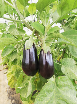 Aubergines