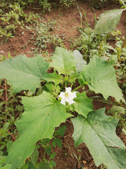 Pied de datura