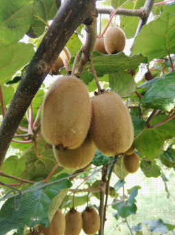 Kiwis en verger. CTIFL Lanxade