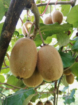 Kiwis en verger. CTIFL Lanxade