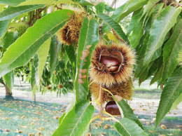 Récolte des châtaignes. CTIFL Lanxade