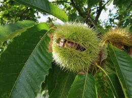 Récolte des châtaignes : la bogue s'en trouve. CTIFL Lanxade