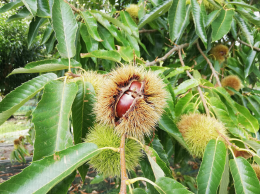 Récolte des châtaignes : ouverture de la bogue. CTIFL Lanxade
