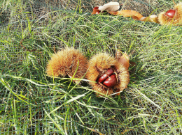 Châtaignes dans leur bogue, tombée sur le filet de récolte. CTIFL Lanxade