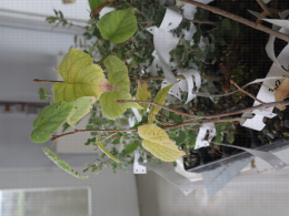 Mycorhizés ou non ? Réception de jeunes plants de tilleul truffier pour examen