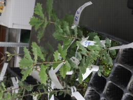 Mycorhizés ou non ? Réception de jeunes plants de chêne truffier pour examen