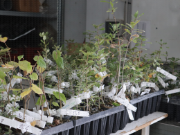 Mycorhizés ou non ?