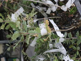Mycorhizés ou non ? Réception de jeunes plants de chêne truffier pour examen