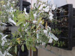 Mycorhizés ou non ? Réception de jeunes plants truffiers (chêne, tilleul) pour examen