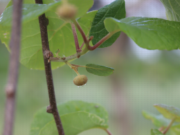 Floraison du kiwi - CTIFL Lanxade (24), 12/05/2023