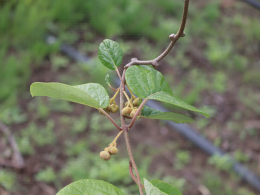 Floraison du kiwi - CTIFL Lanxade (24), 12/05/2023