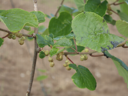 Floraison du kiwi - CTIFL Lanxade (24), 12/05/2023