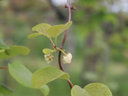 Floraison du kiwi - CTIFL Lanxade (24), 12/05/2023