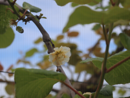 Floraison du kiwi - CTIFL Lanxade (24), 12/05/2023