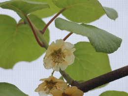 Floraison du kiwi - CTIFL Lanxade (24), 12/05/2023