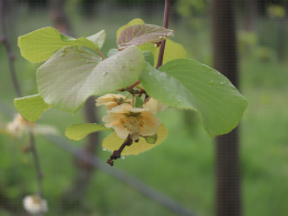 Floraison du kiwi - CTIFL Lanxade (24), 12/05/2023