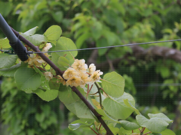 Floraison du kiwi - CTIFL Lanxade (24), 12/05/2023