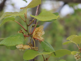 Floraison du kiwi - CTIFL Lanxade (24), 12/05/2023