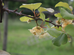 Floraison du kiwi - CTIFL Lanxade (24), 12/05/2023