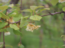 Floraison du kiwi - CTIFL Lanxade (24), 12/05/2023