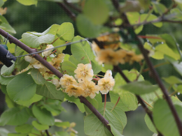 Floraison du kiwi - CTIFL Lanxade (24), 12/05/2023