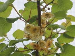 Floraison du kiwi - CTIFL Lanxade (24), 12/05/2023