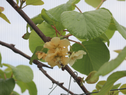 Floraison du kiwi - CTIFL Lanxade (24), 12/05/2023