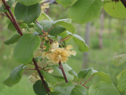 Floraison du kiwi - CTIFL Lanxade (24), 12/05/2023
