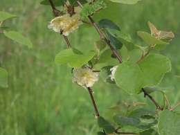 Floraison du kiwi - CTIFL Lanxade (24), 12/05/2023