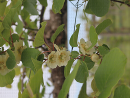 Floraison du kiwi - CTIFL Lanxade (24), 12/05/2023