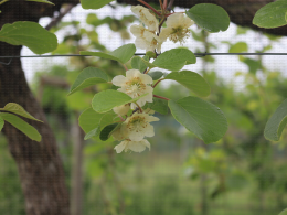 Floraison du kiwi - CTIFL Lanxade (24), 12/05/2023