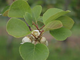 Floraison du kiwi - CTIFL Lanxade (24), 12/05/2023