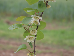 Floraison du kiwi - CTIFL Lanxade (24), 12/05/2023