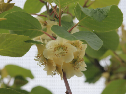 Floraison du kiwi - CTIFL Lanxade (24), 12/05/2023