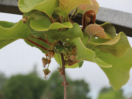 Floraison du kiwi - CTIFL Lanxade (24), 12/05/2023